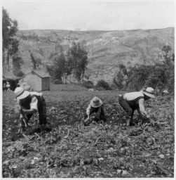 Weeding maize Aporcando el maiz- Sector Paltach
