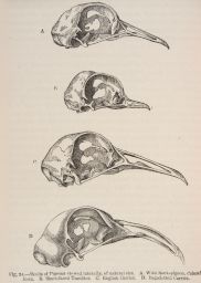 Pigeon skulls comparative drawing.