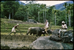 Householders tilling paddy terraces with water buffalo