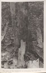 The work of an Ivorybill in stripping the bark from a dead tree