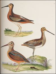 Scolopax.: 1. Red-breasted Snipe. .. Scolopax Noveboracensis.: 2. Wilson's Snipe. .. _. Wilsonii.: 3. American Woodcock.  .. _. Minor.: Engraved by J. B. Kidd S.A.