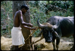 Householder trimming horns of water buffalo