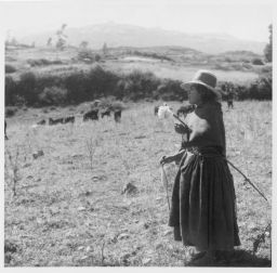 Vicosina herding sheep and spinning Pasteando