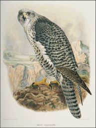 Falco islandicus.: Drawn from Nature by J. Wolf, London 1867.: Bowen & Co. lith. & col. Phila da.