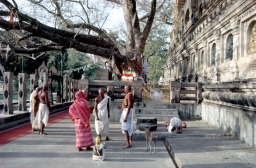 Bodhi Tree, Mahabodhi Temple