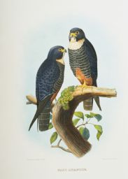 Falco aurantius.: Drawn from Nature by J. Wolf, London 1868.: Bowen & Co. lith. & col. Phila da.