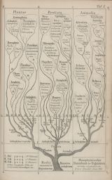 Pyhlogenetic tree - I. Tree of Life