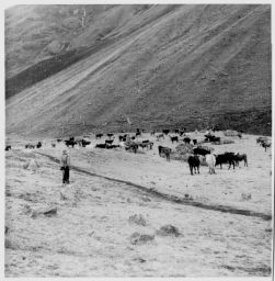 Cattle grazing Pomabamba