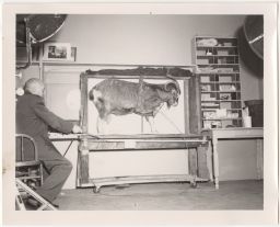 Howard S. Liddell with a goat in experiment apparatus