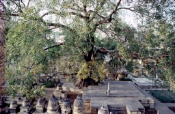 Sacred Tree, Mahabodhi Temple