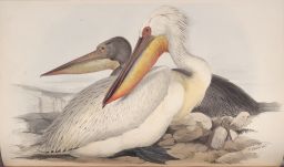 Dalmatian Pelican ca. 1837