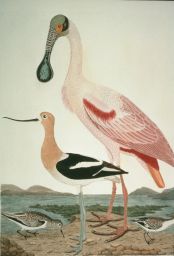 1. Roseate Spoonbill: 2.American Avoset: 3. Ruddy Plover: 4. Semipalmated Sandpiper: Drawn from Nature by A. Wilson: Engraved by J. G. Warnicke