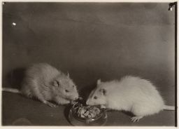 Two rats, 900 days old.