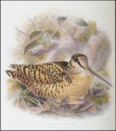 Scolopax rochusseni: Moluccan woodcock: J.G. Keulemans lith.: Hanhart Imp.