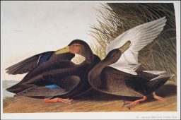 American Black Duck [Dusky Duck]: Anas obscura.