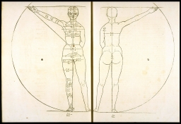 [Proportions of the human adult female] (from Dürer, Proportion)
