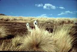 Alpacas on Puna of Sulkaray