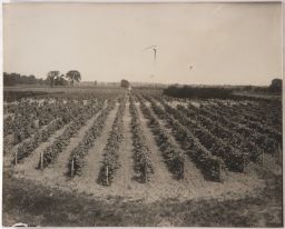 New York State Agricultural Experiment Station vineyards.