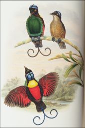 Bare-headed Bird of Paradise.: Diphyllodes respublica, Bonap.: J.Gould & W. Hart del. et lith.: Walter, Imp.