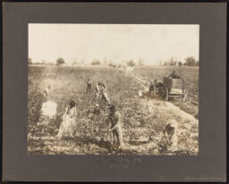 Picking cotton, Arkansas