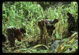khetalaharu makai barima kodo ropdai (खेतालाहरु मकै बारीमा कोदो रोप्दै / Labours Planting Millet in the Maize Field)