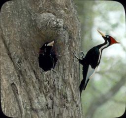 Ivory Billed Woodpecker (Bird on tree and in nest - close view)
