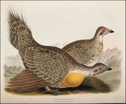 Cock of the Plains: Centrocercus urophasianus: Drawn from Nature by D.G. Elliot, F.Z.S.: Bowen & Co. lith. & col. Philada.
