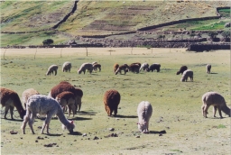 Alpacas grazing, hillside agriculture