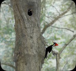 Ivory Billed Woodpecker (Bird on tree and in nest - farther view)