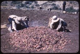 Potato harvest in Vicos