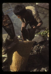 macha jamma gardai dokoma khanaudai gareko (माछा जम्मा गर्दै डोकोमा खनाउदैं / Collecting and Gathering Fishes Into a Basket (Doko))