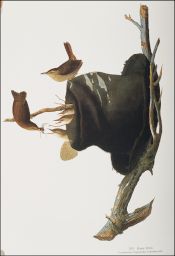House Wren: Passeriformes Troglodytidae, Troglodytes aedon, p. 300.