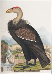 Sarcoramphus californianus: California vulture: Engraved by Samuel Milne: Drawn by Capt. Thos. Brown