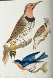 1. Picus auratus, Gold-winged Woodpecker: 2. Emberiza americana, Black-throated Bunting: 3. Motacilla sialis, Blue Bird: drawn from nature by A. Wilson: Engraved by G. Murray
