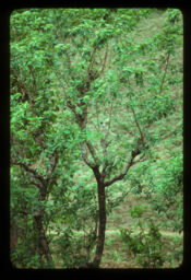 Mahanegang gineriko rukhama kapachhya ngyamngya (म्हनेगङ गिनेरीको रुखमा कप्च्चप ङयम्ङय / Kapachhya Ngyamngya on Tree of Gineri Mhanegang)