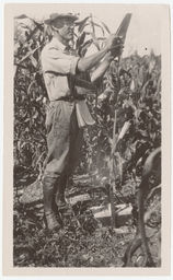 Rollins Adams Emerson in a cornfield