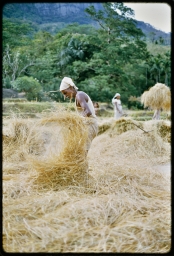 Paddy harvest