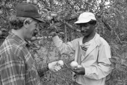 Two men examining apples.