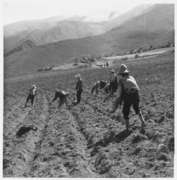 Planting potatoes Papas- Siembra