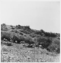 Herding sheep Pastoreo
