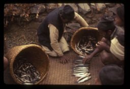 macha marisake pachi macha gandai (माछा मारिसके पछि माछा गन्दै / Counting Fishes After Fishing)
