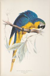 Macrocercus Ararauna - Blue and Yellow Macaw