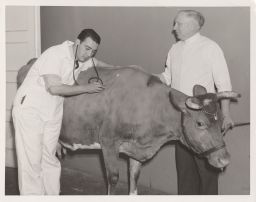 Examining a cow in the College of Veterinary Medicine.
