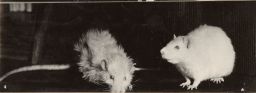 Two rats, 964 days old.