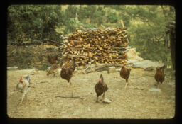 kukhuraharu chardai gareko ra najikai daurako bhari (कुखुराहरु चर्दै गरेको र नजिकै दाउराको भारी / Grazing Fowls and Fire Woods Stacks Nearby)