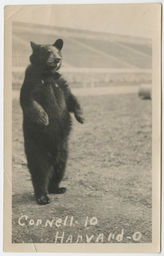 Cornell bear in Schoellkopf Field