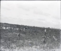 Tobacco field in Cagayan Valley