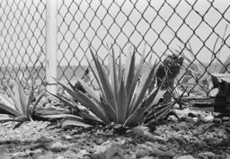 Cactus plants in Evelina Antonetty's yard, Salinas, Puerto Rico