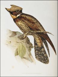 Lyncornis Cerviniceps: (Gould): Drawn from Nature & on Stone by J.& E. Gould: Printed by C. Hullmandel