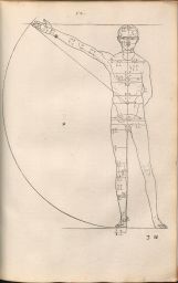 Illustration of the proportions of a human body.